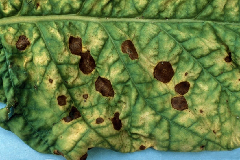 Alternariosis: identificarla, prevenirla y tratarla bien