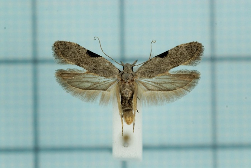Adulto de Anarsia lineatella con las alas abiertas