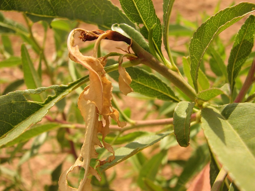 Almendro dañado por el ataque de Anarsia lineatella