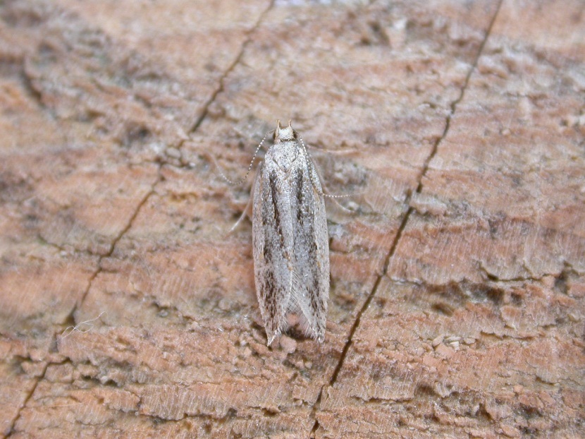 Anarsia lineatella: daños en frutales de hueso y control