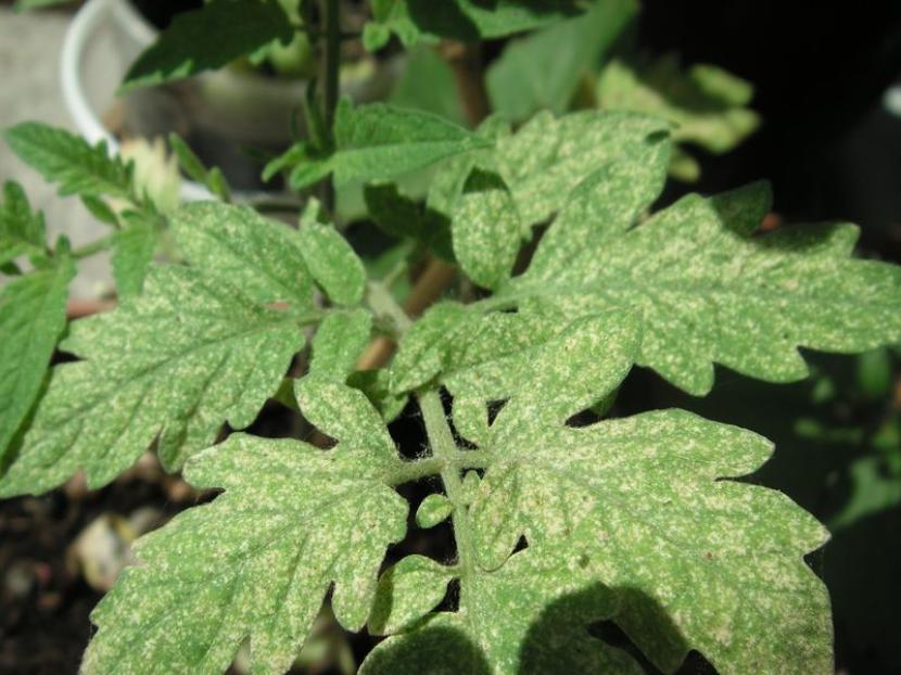 Daño de araña roja en el envés de una hoja