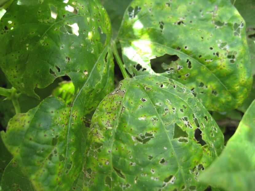 Pústulas de roya en el envés de una hoja