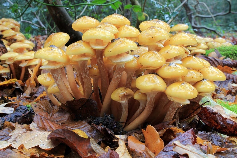 Armillaria mellea: síntomas, daños en árboles y control