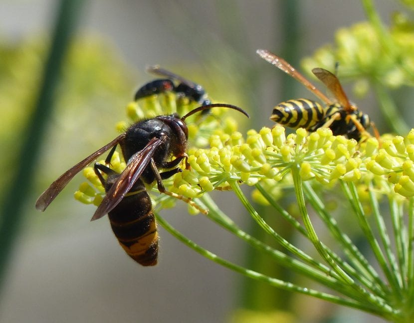 Ejemplar de Vespa velutina, la avispa asiática, con las patas amarillas en el extremo