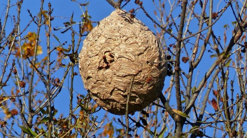 Nido secundario de avispa asiática colgando en la copa de un árbol