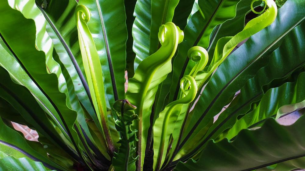 Bicarbonato de sodio en las plantas: para qué sirve de verdad