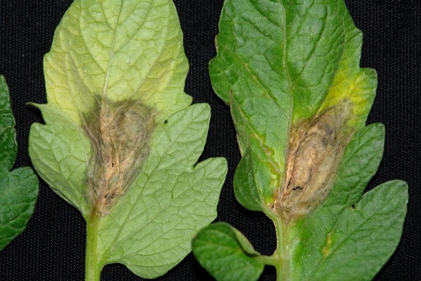 Hoja con lesiones pardas y moho gris causadas por botritis