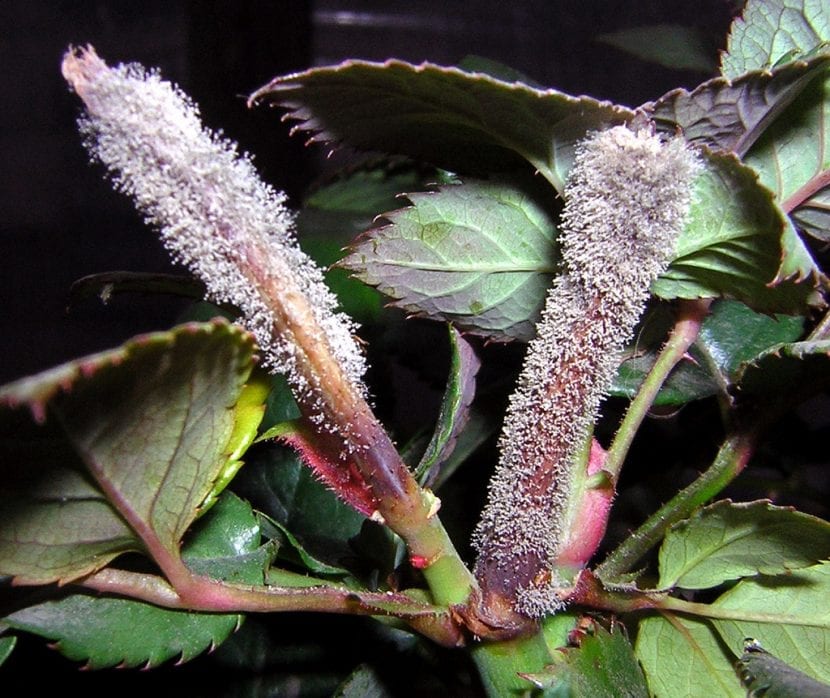 Moho gris de Botrytis cinerea desarrollándose sobre tejido vegetal