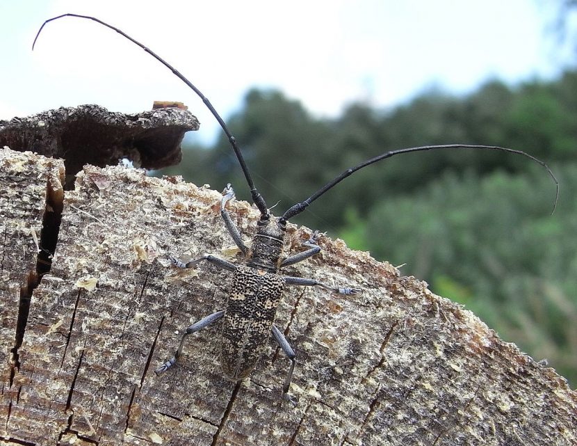Escarabajo del género Monochamus sobre el tronco cortado de un pino muerto