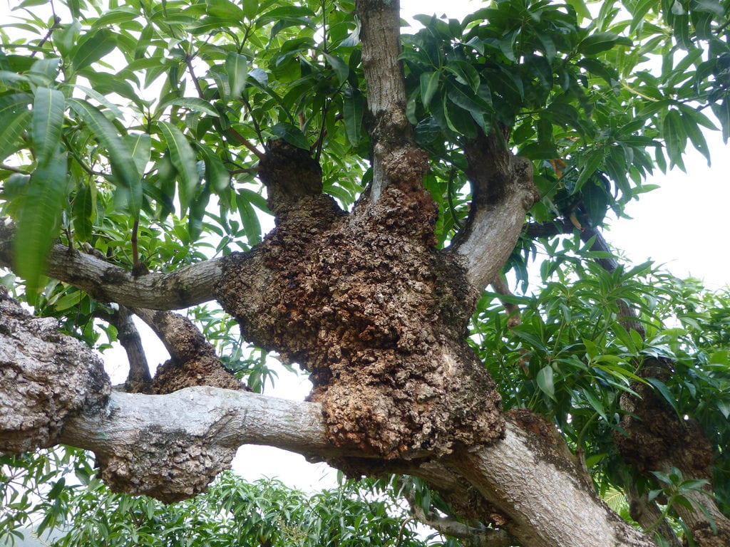 Cáncer en plantas: tumores, chancros y agallas explicados