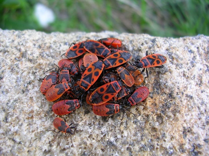 Insecto zapatero adulto, chinche roja y negra sobre corteza