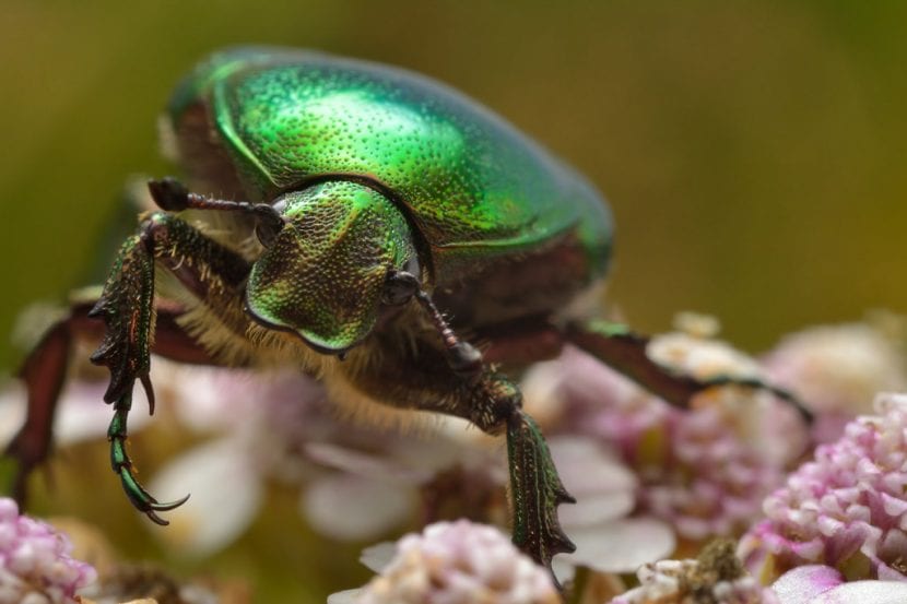 Cetonia alimentándose en el interior de una flor