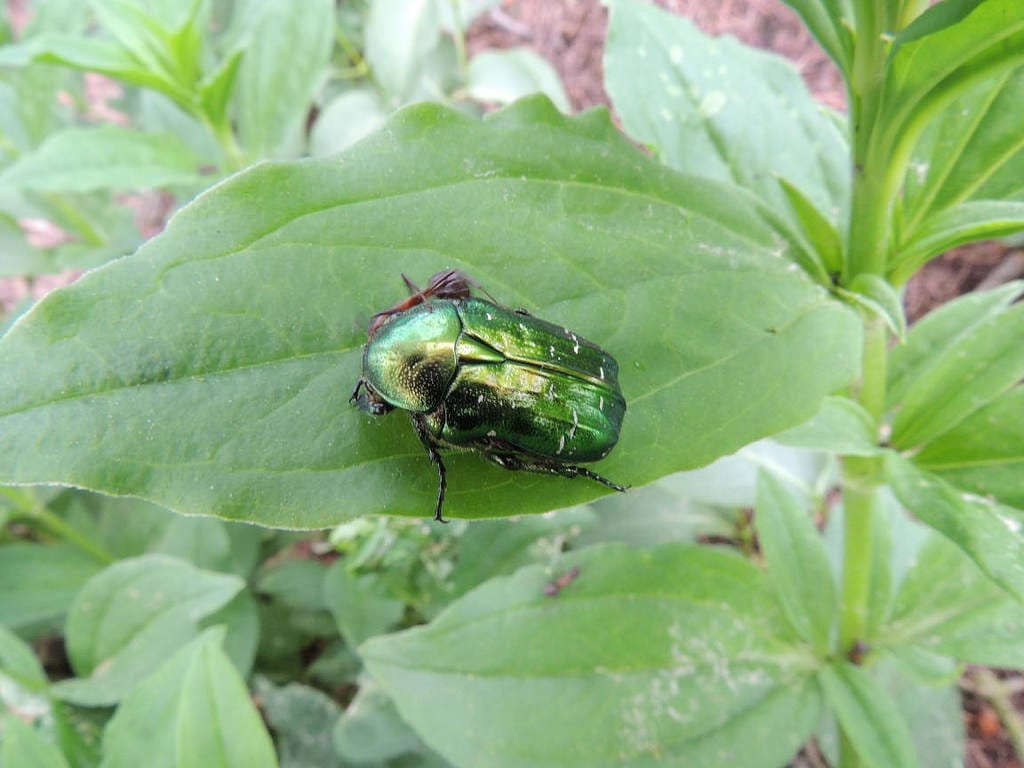 Cetonia: daños en flores y frutos y control en el jardín