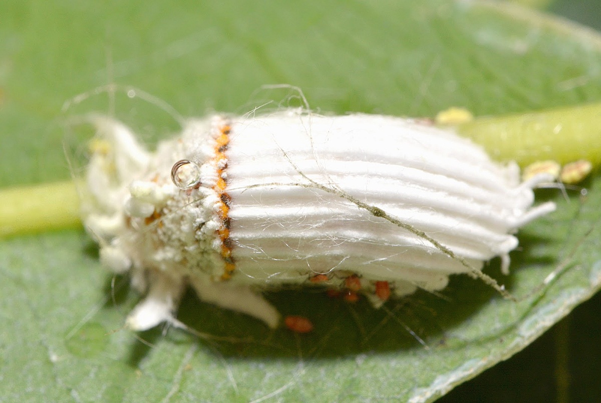 Cochinilla acanalada: cómo identificarla y controlarla bien
