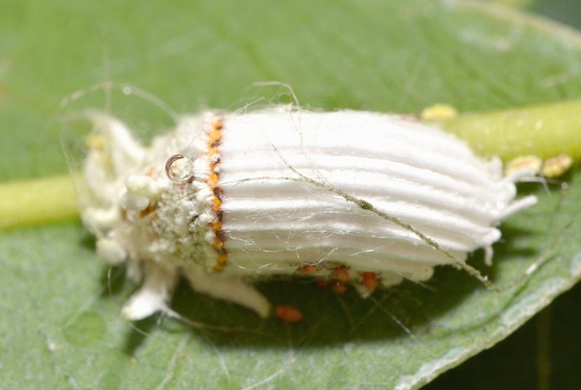 Cochinilla acanalada blanca sobre una planta