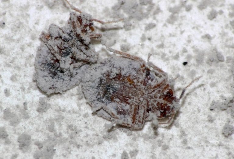 Tierra de diatomeas usada como insecticida
