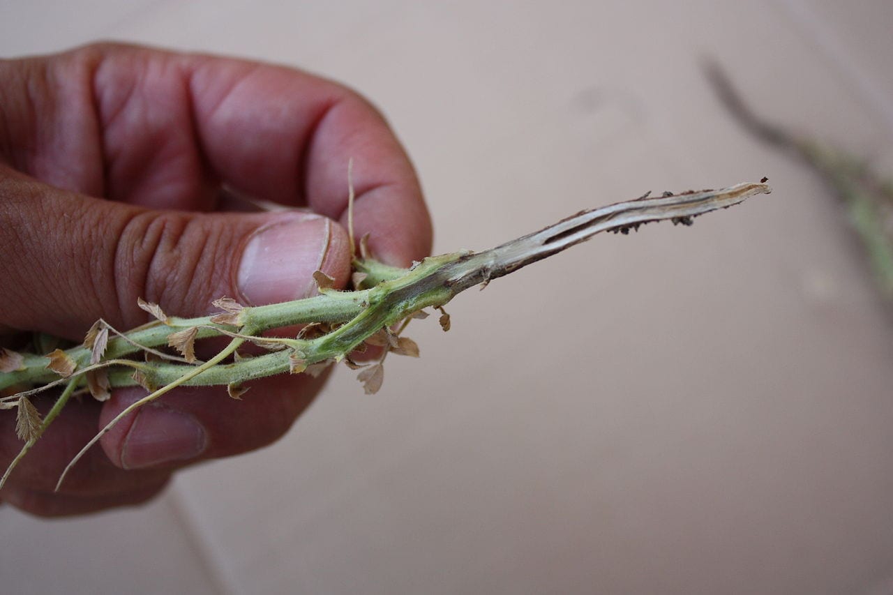 Fusarium en plantas: síntomas, prevención y tratamiento