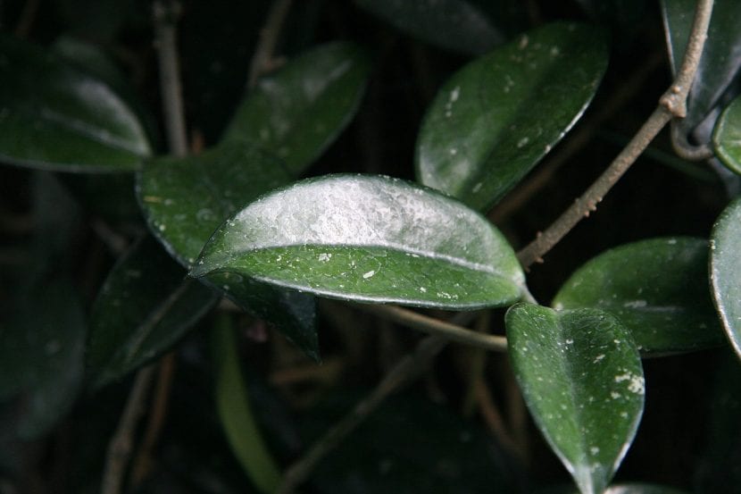 Hojas carnosas de Hoya carnosa, tolerante a la baja humedad ambiental