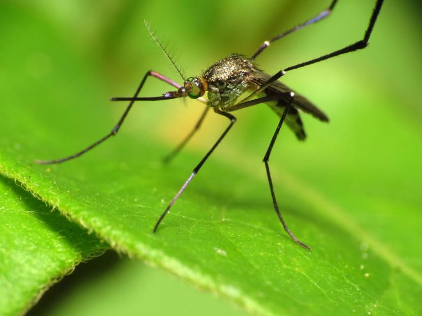 Mosquito posado, principal insecto molesto en verano