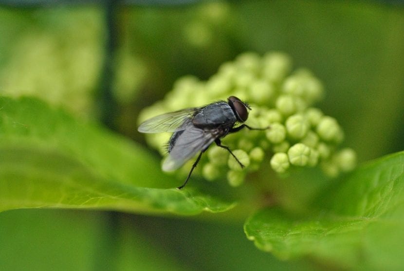 Mosca posada sobre una superficie en el jardín