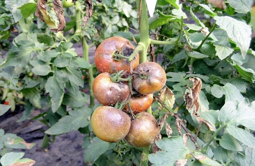 Hoja de tomate con manchas cloróticas y necrosis provocadas por la oidiopsis