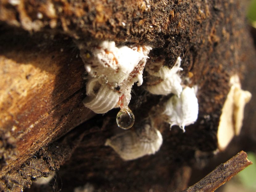 Colonia de cochinilla algodonosa en el tallo de una planta