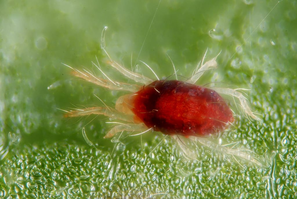 Cómo combatir los ácaros en las plantas paso a paso