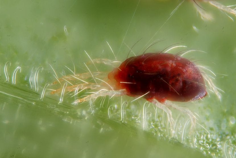Araña roja sobre el envés de una hoja