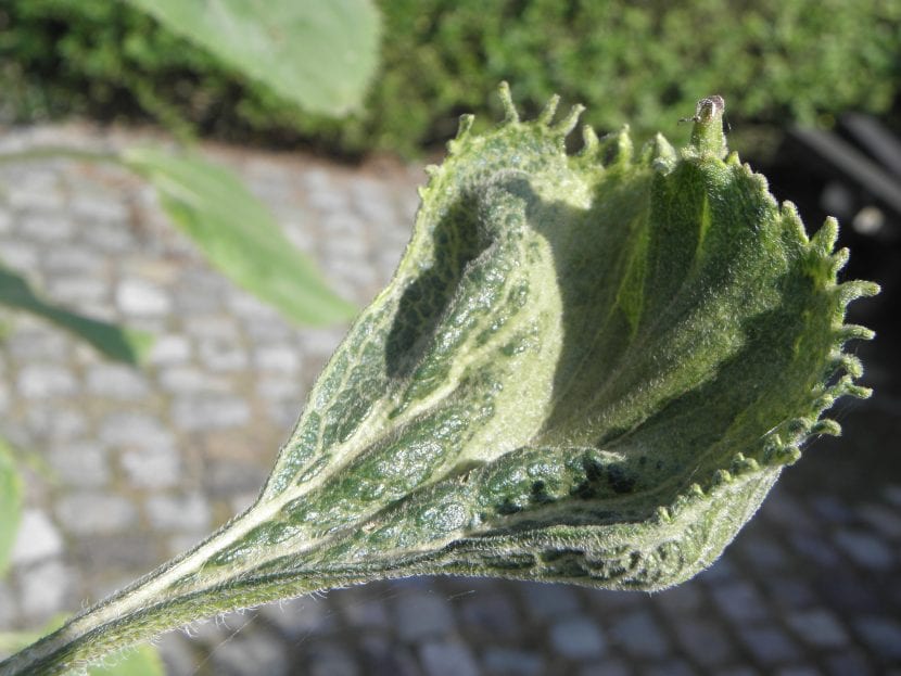 Hoja afectada por mildiu con manchas aceitosas y fieltro grisáceo en el envés