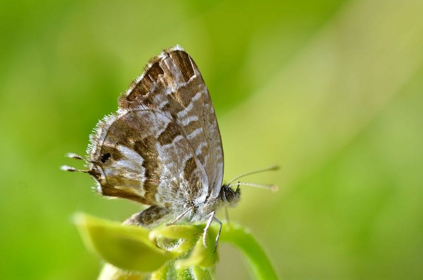 Adulto de Cacyreus marshalli, la mariposa del geranio