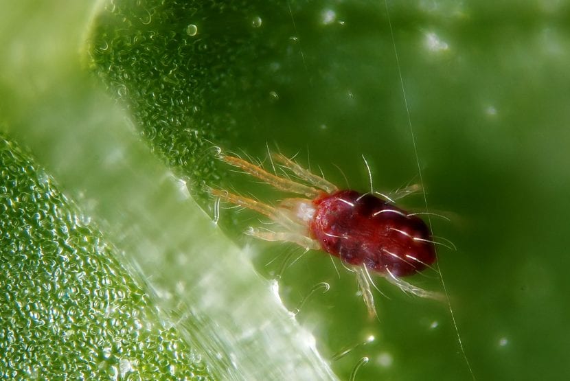 Ácaros de araña roja Tetranychus urticae en el envés de una hoja