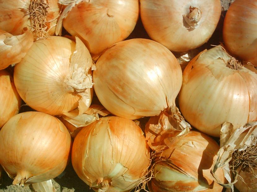 Cebollas usadas para preparar una infusión repelente casera