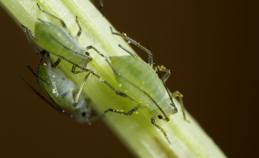 Colonia de pulgones apiñada en un brote tierno