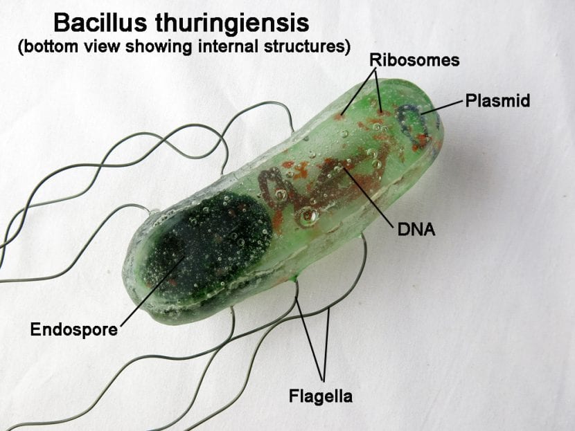 Producto a base de Bacillus thuringiensis para el control de orugas