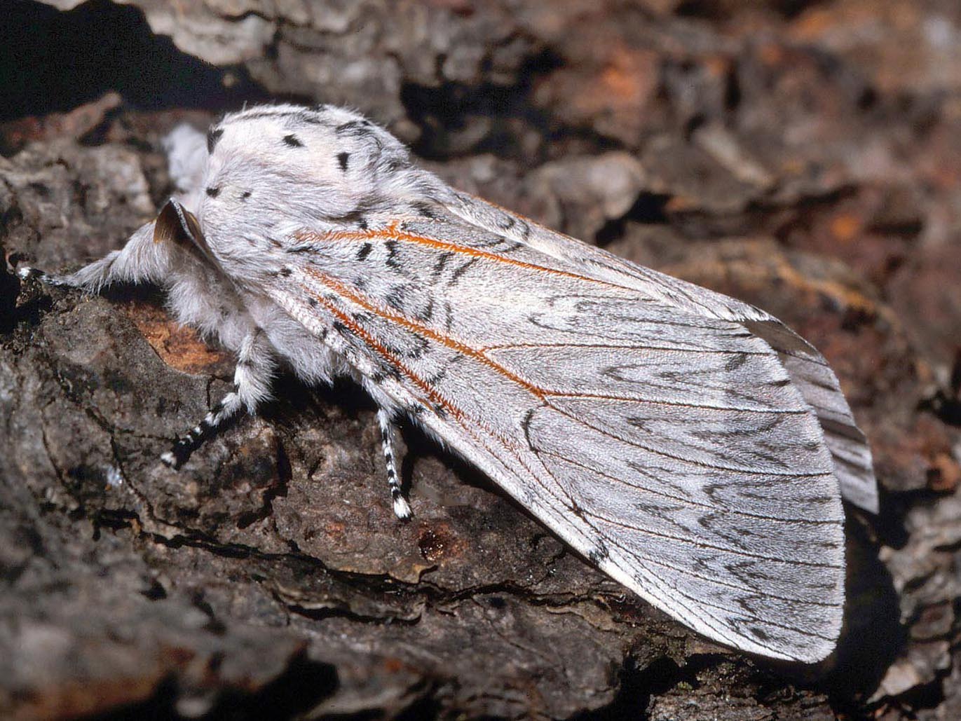 Cerura iberica: identificar y eliminar la mariposa del chopo