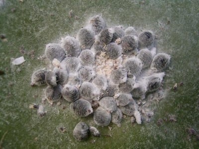 Colonia de cochinilla del carmín sobre una pala de chumbera