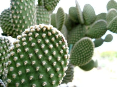 Chumbera afectada por cochinilla en una plantación