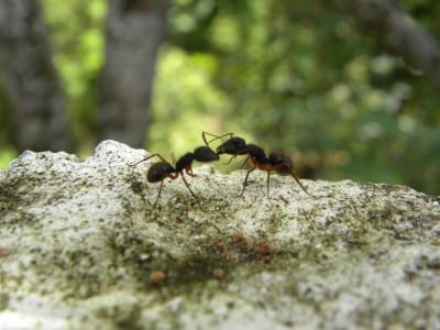 Hormiga caminando por una hoja