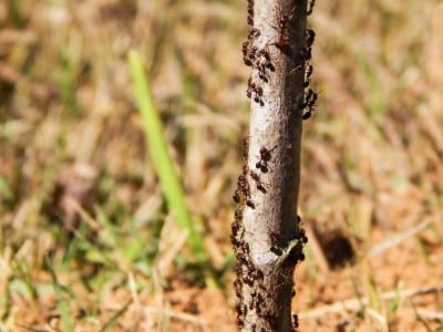Hormigas subiendo por el tronco de un árbol