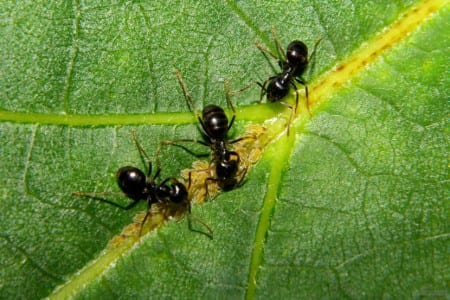Hormigas atendiendo a una colonia de pulgones en un tallo