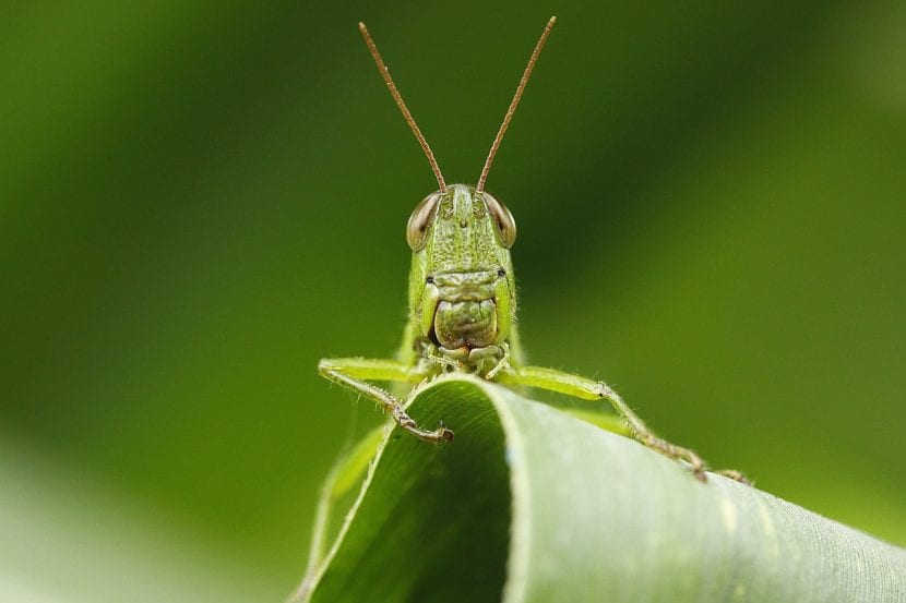 Langosta posada sobre una hoja