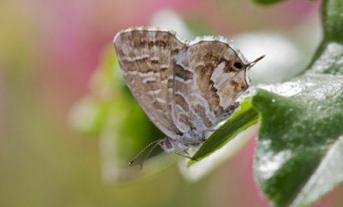 Adulto de la mariposa del geranio, Cacyreus marshalli, posado sobre una hoja