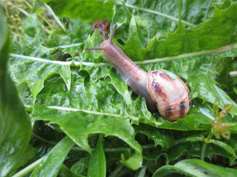 Caracol común de jardín sobre una hoja