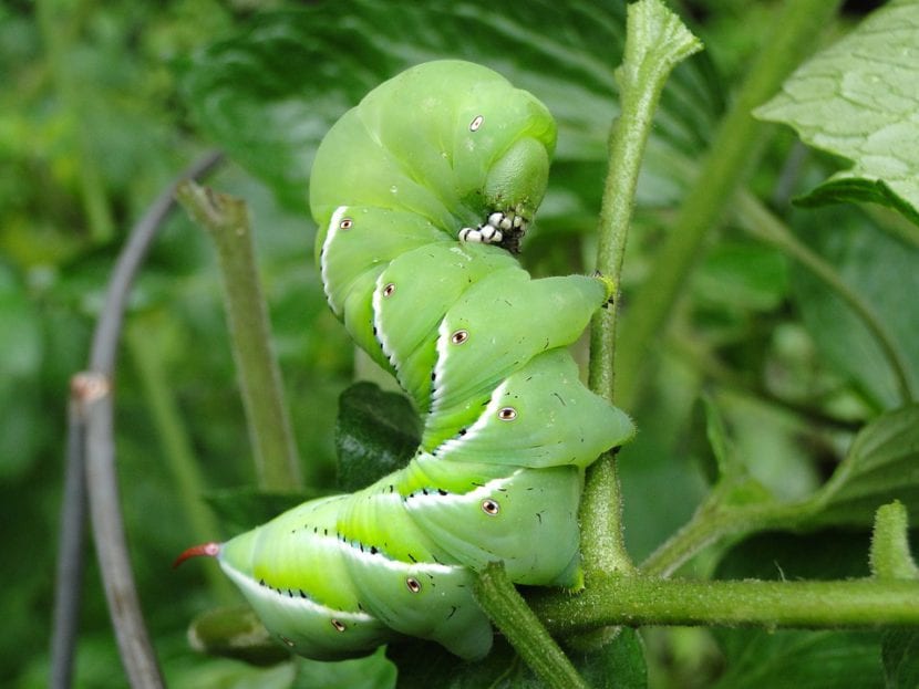 Oruga verde sobre una planta de tomate