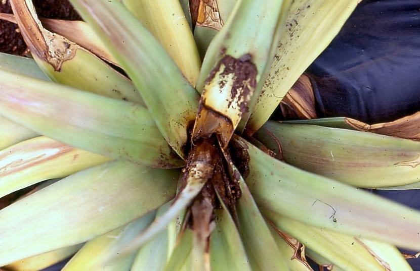 Raíces afectadas por Phytophthora, con tejido pardo y blando
