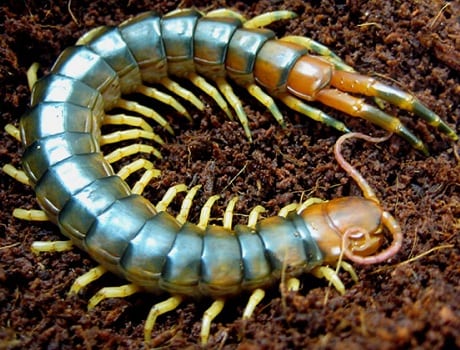 Escolopendra sobre sustrato húmedo, un depredador del suelo que no ataca a las plantas