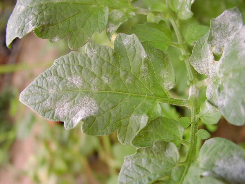 Oídio sobre las hojas de una tomatera