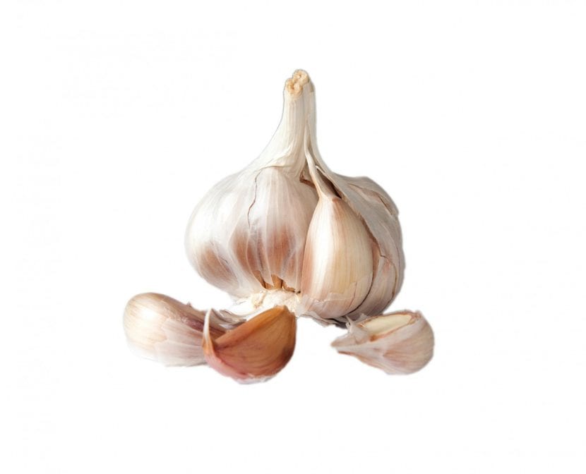 Cabezas de ajo para preparar un extracto repelente