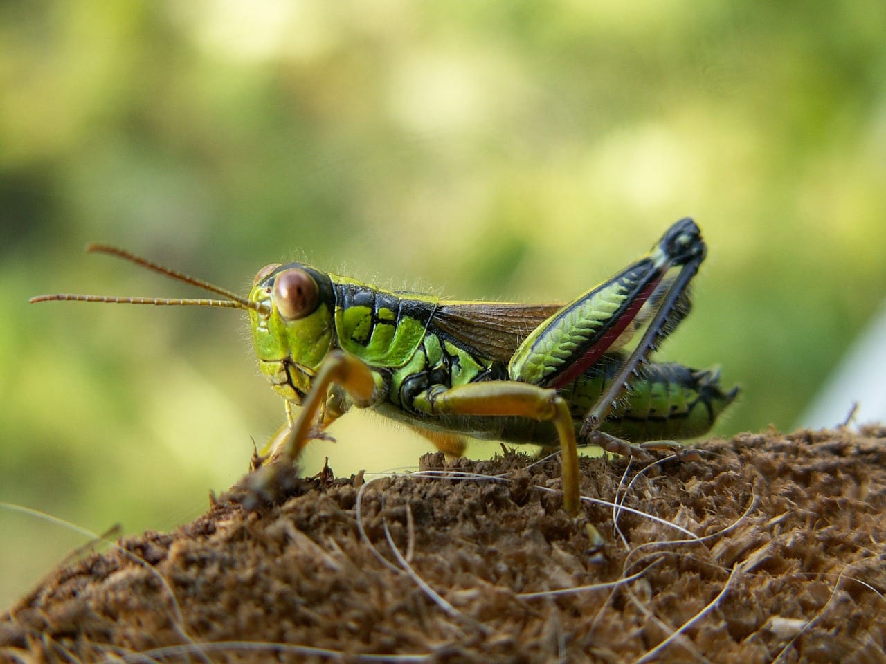 Cómo repeler saltamontes en el huerto y el jardín