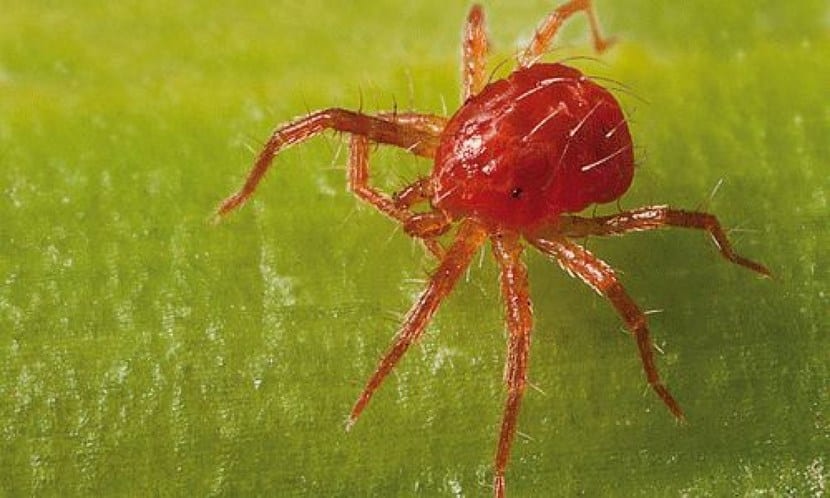 Colonia de araña roja con telaraña en el envés de las hojas